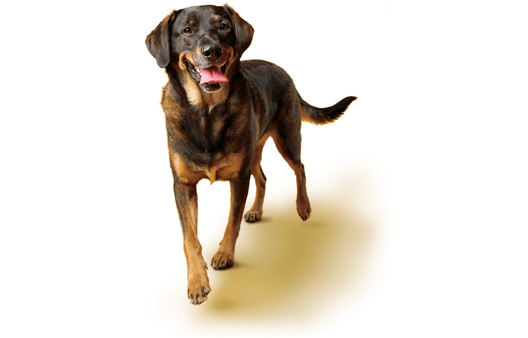 หมาพันธุ์ Lab-Sheppard Mix