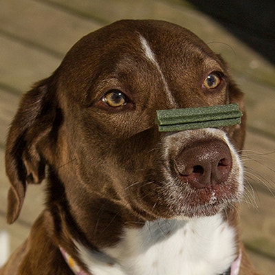 เคล็ดลับการฝึกคำสั่งพื้นฐาน