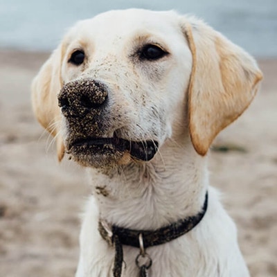 การฉีดวัคซีนให้ลูกหมา