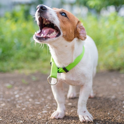 หมาเห่า