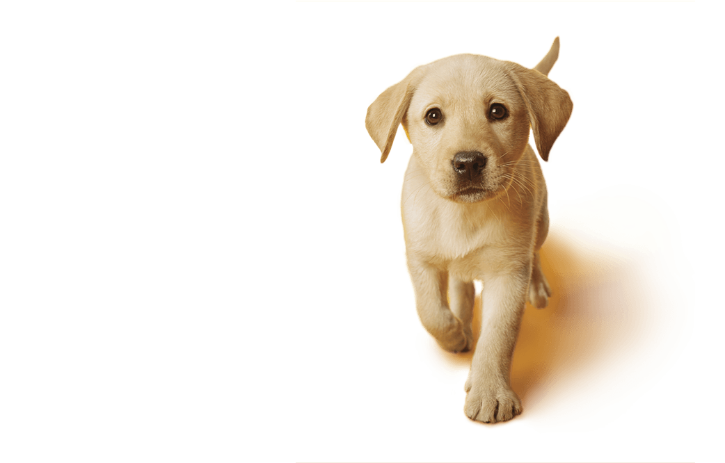 Yellow Labrador Puppy