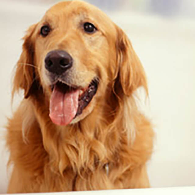 วิธีอาบน้ำให้สุนัขหรือลูกสุนัขของคุณ