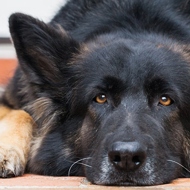 ปัญหาไรหูสุนัข มีอาการอย่างไร & วิธีป้องกันไรหูสุนัข