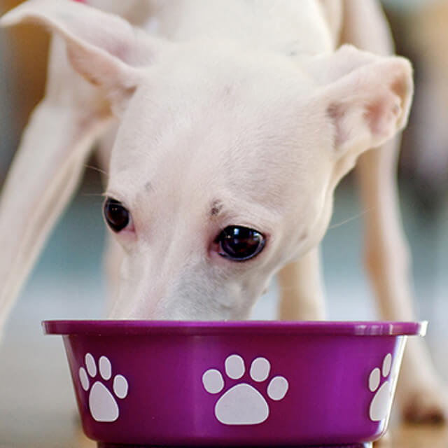 ทำไมหมาถึงเลือกกิน : 4 เทคนิคในการให้อาหารสุนัข