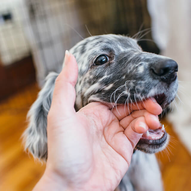 7 วิธีแก้ลูกสุนัขชอบกัดมือ