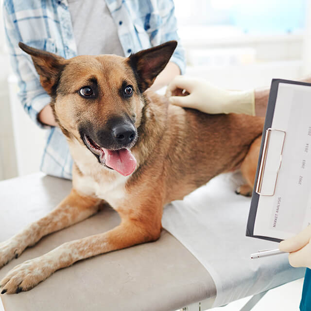 โรคพาร์โวไวรัสในสุนัข : อาการ การป้องกัน และการรักษา
