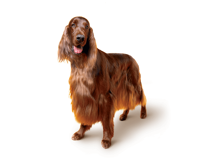 Irish Setter