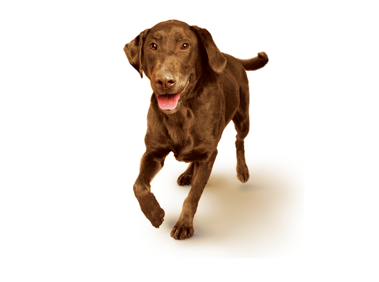 Chocolate Labrador