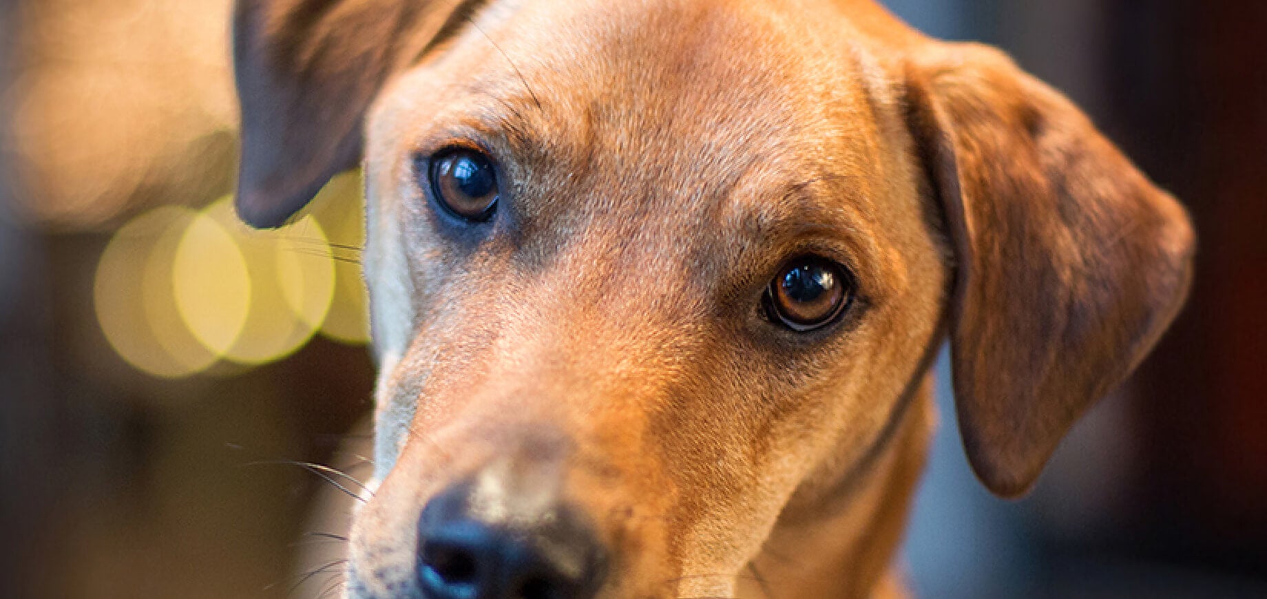 How to Potty Train Your Puppy