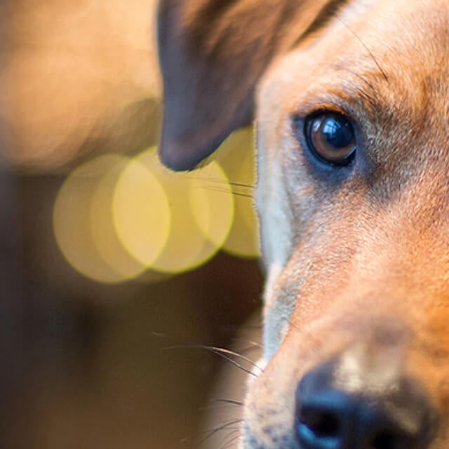 Separation Anxiety in Dogs Signs, Symptoms, Treatment