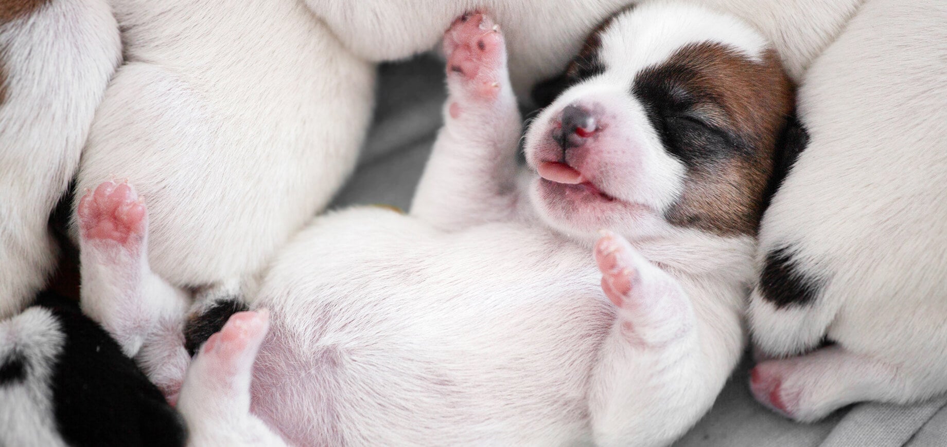 เผยความลับน่ารู้ของน้องหมา ลูกสุนัขลืมตาเมื่อไหร่?
