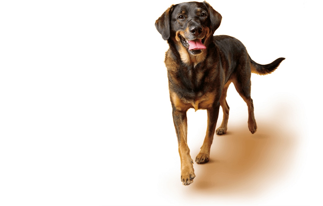 Lab-Sheppard Mix