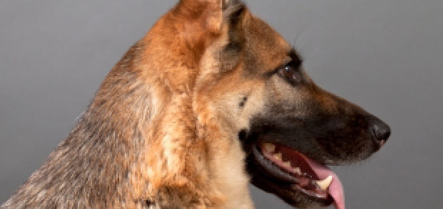 ค้นหาผู้เพาะพันธุ์ที่ดี