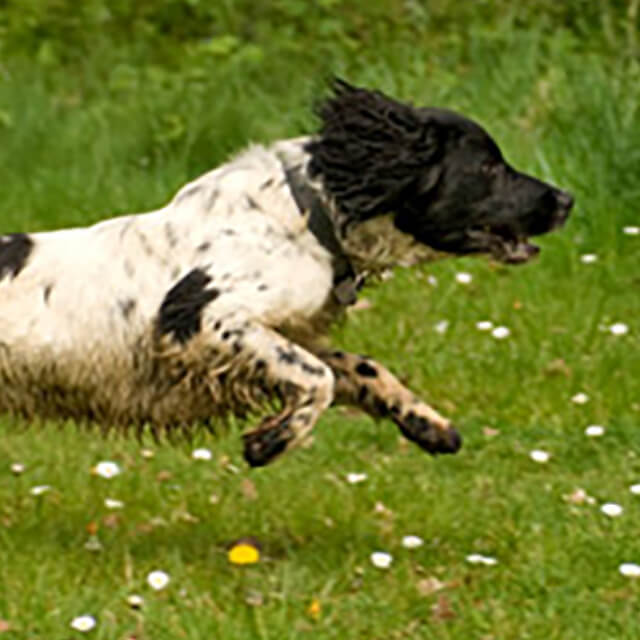 วิธีหยุดพฤติกรรมสุนัขคุ้ยขยะ