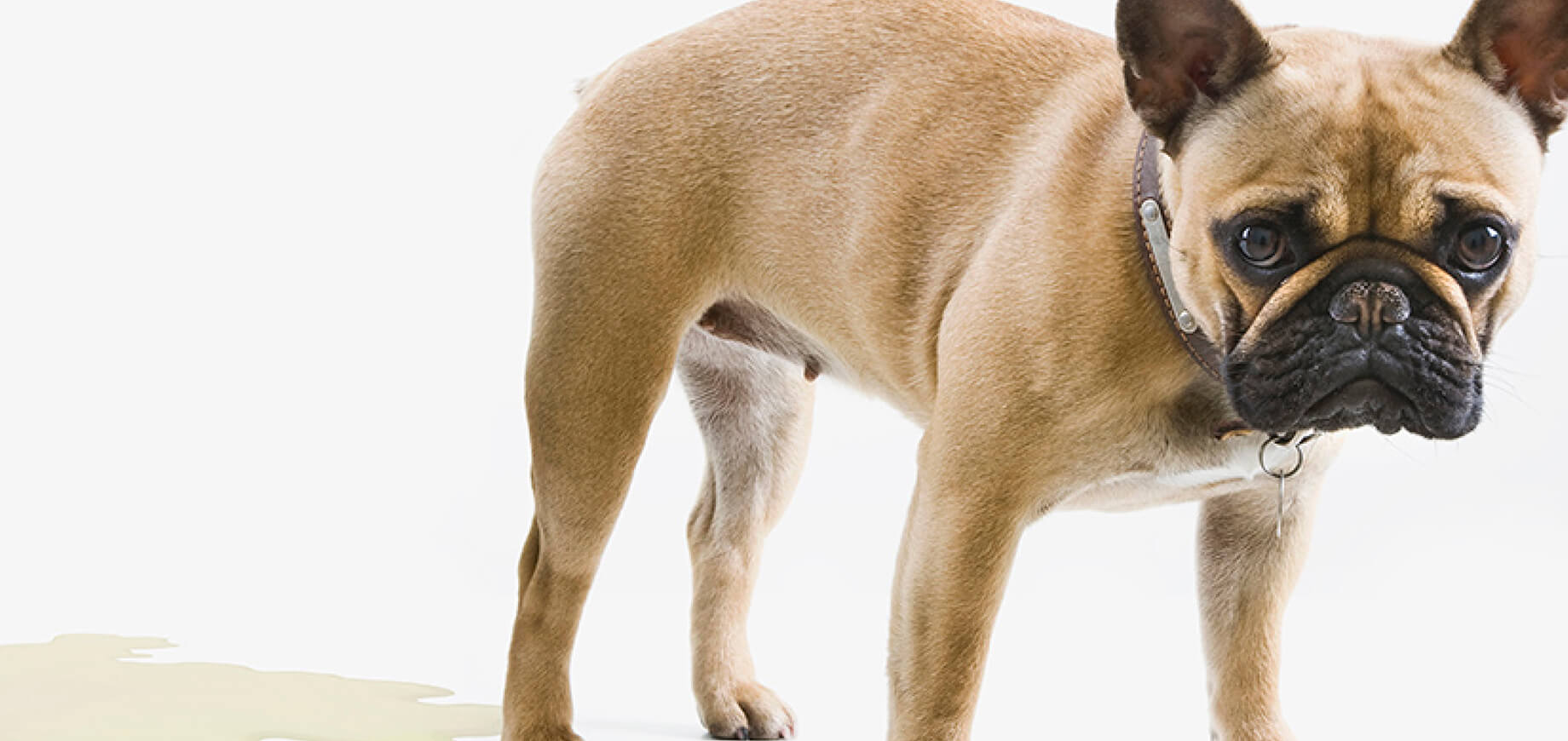 การเลือกลูกสุนัข