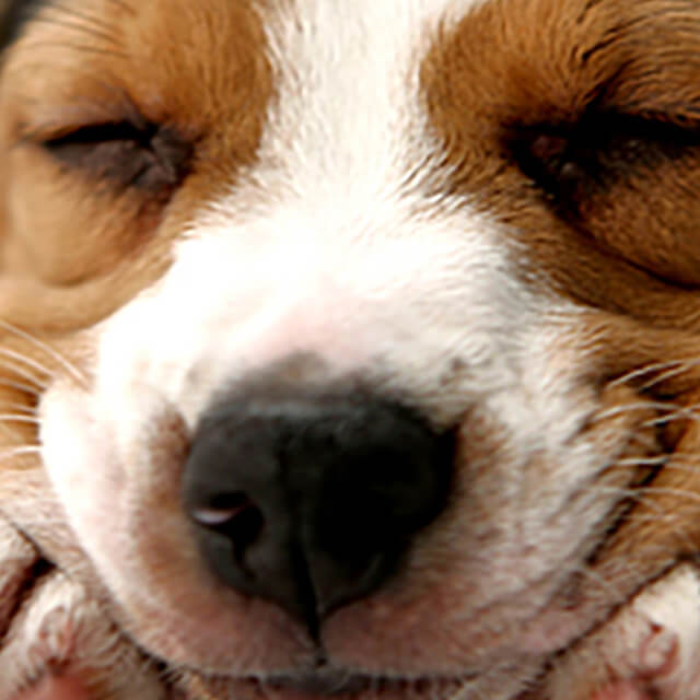 เคล็ดลับการฝึกสุนัขที่กำลังโต