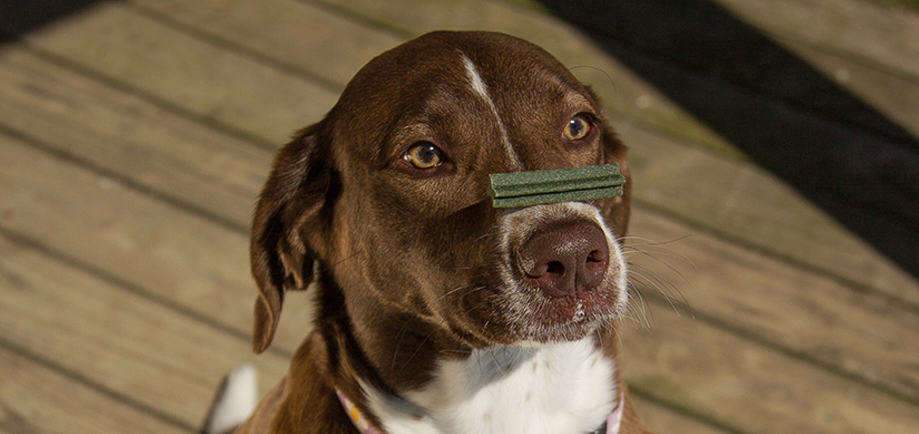 รับเลี้ยงลูกสุนัขกู้ภัย