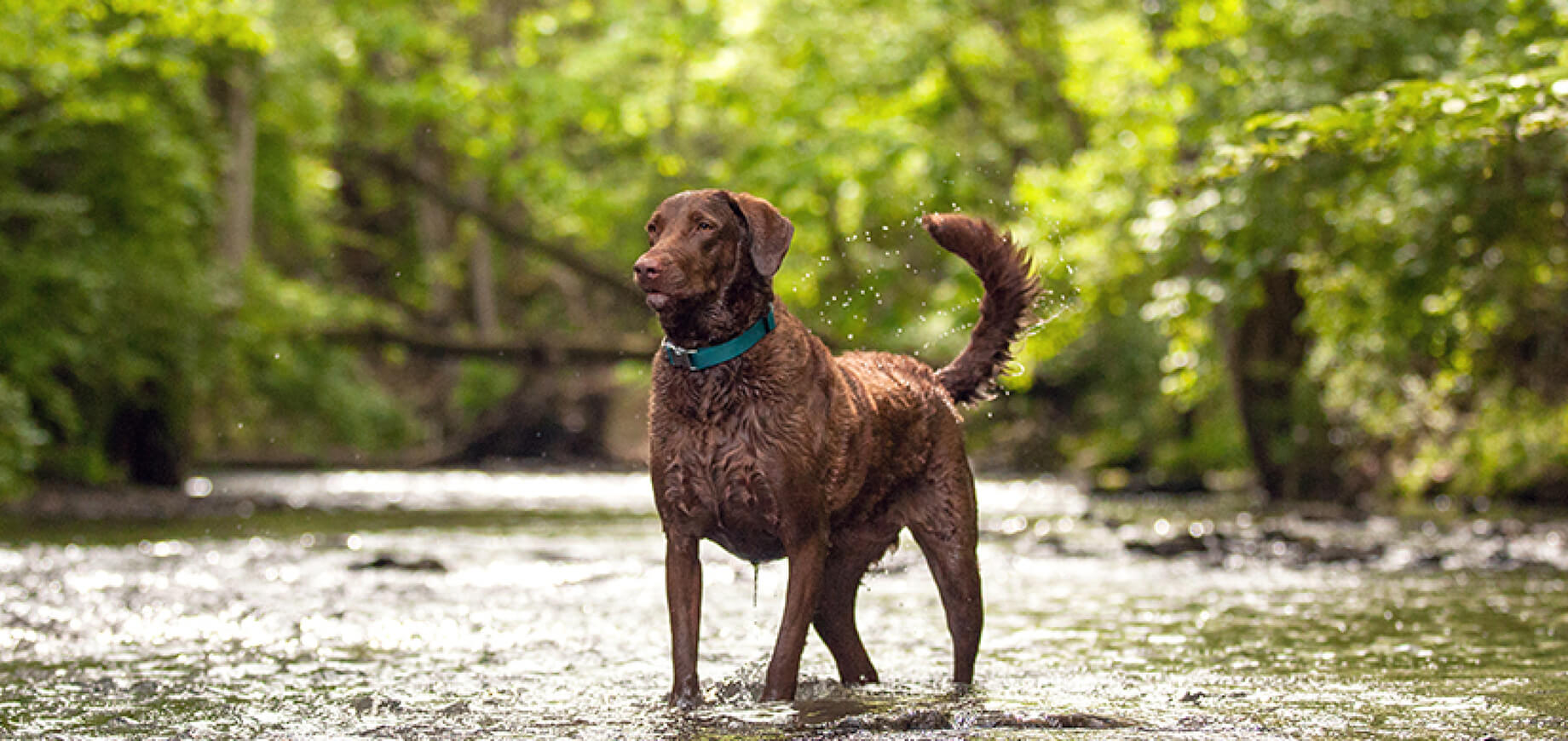 ฝึกให้สุนัขกลิ้งตัว