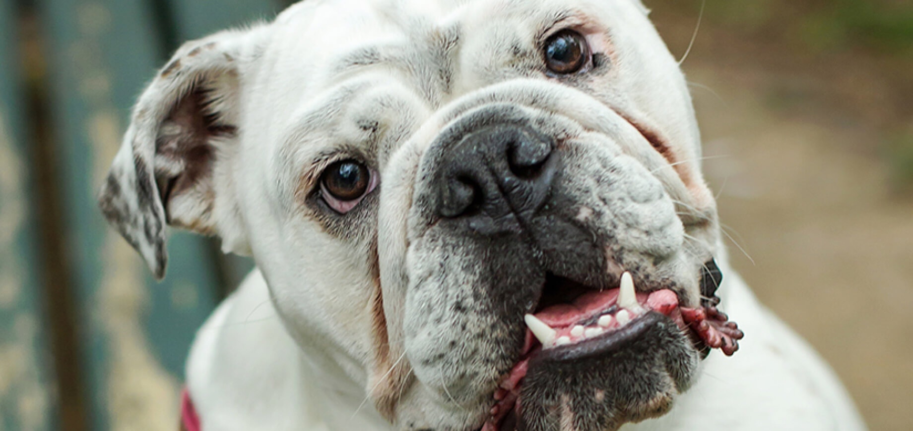 อยากลองอาหารลูกสุนัขแบบใหม่ๆ ไหม?