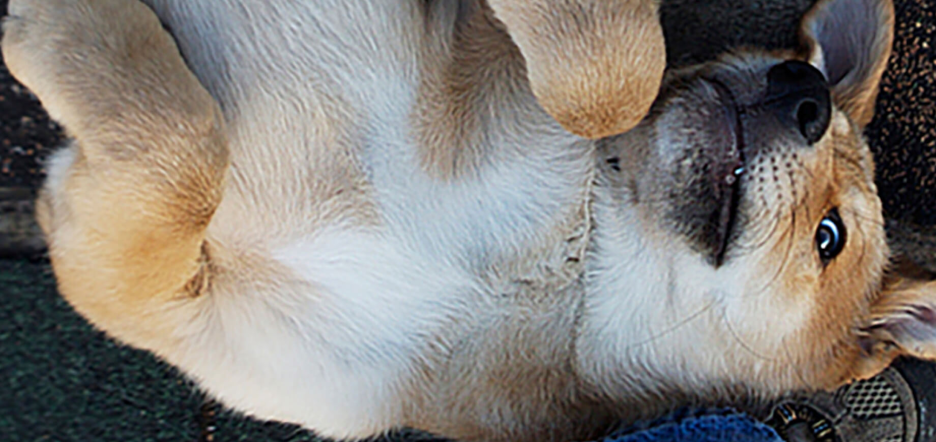 กีฬาสำหรับสุนัข