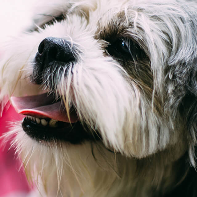 แนะนำวัคซีนที่จำเป็นต่อสุนัข