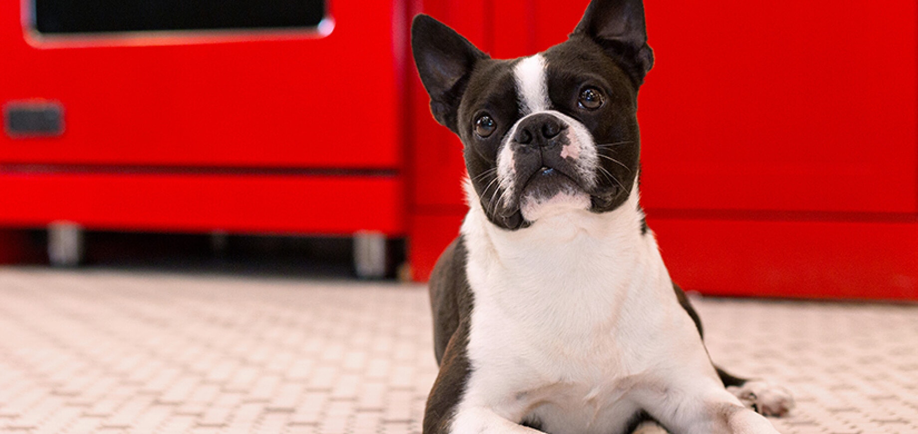 เปียก หรือ เม็ด อาหารแบบไหนดีกว่ากัน?