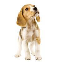 บีเกิ้ล