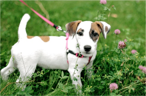 ประโยชน์ของอาหารสุนัขโปรตีนสูงสำหรับลูกสุนัข