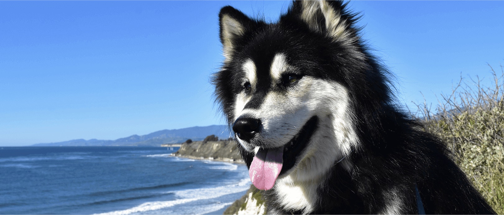 ประโยชน์ของอาหารสุนัขโปรตีนสูง