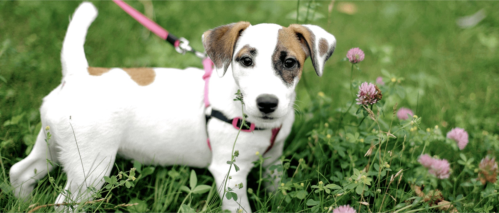 ประโยชน์ของอาหารสุนัขโปรตีนสูงสำหรับลูกสุนัข