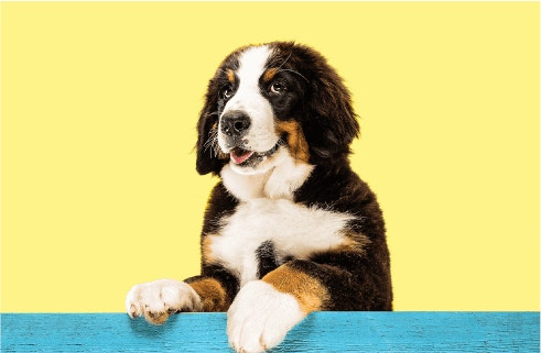 การเลือกแหล่งโปรตีนสำหรับสุนัข