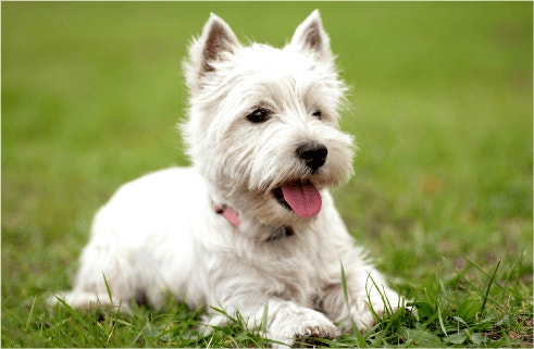 อาหารสุนัขโปรตีนสูงเป็นตัวเลือกที่ดีหรือไม่?