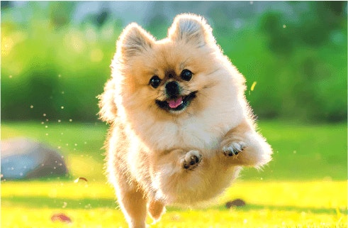 โปรตีนสำหรับสุนัข