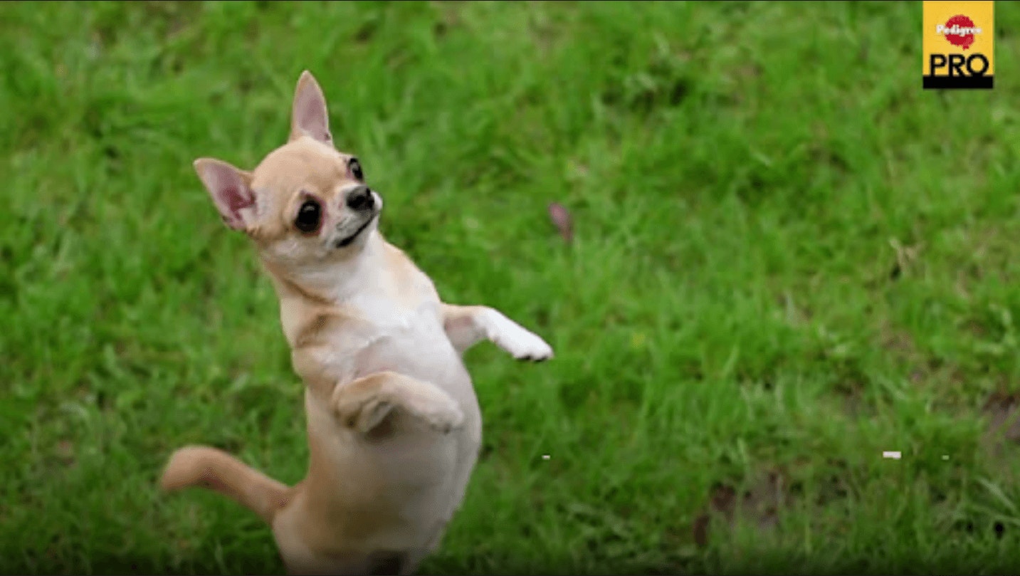  สุนัขโตพันธุ์ทอยและเล็ก