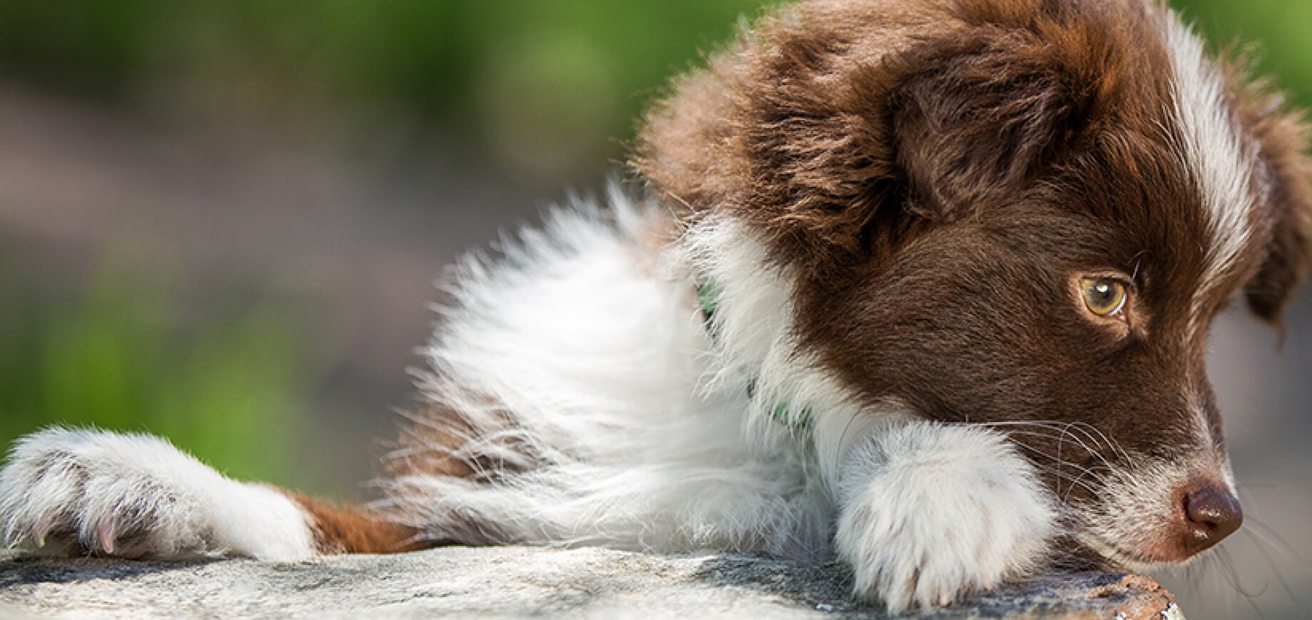 7 วิตามินสำหรับสุนัข & ประโยชน์ของวิตามิน