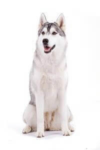 17 Types of Husky Breed Dogs