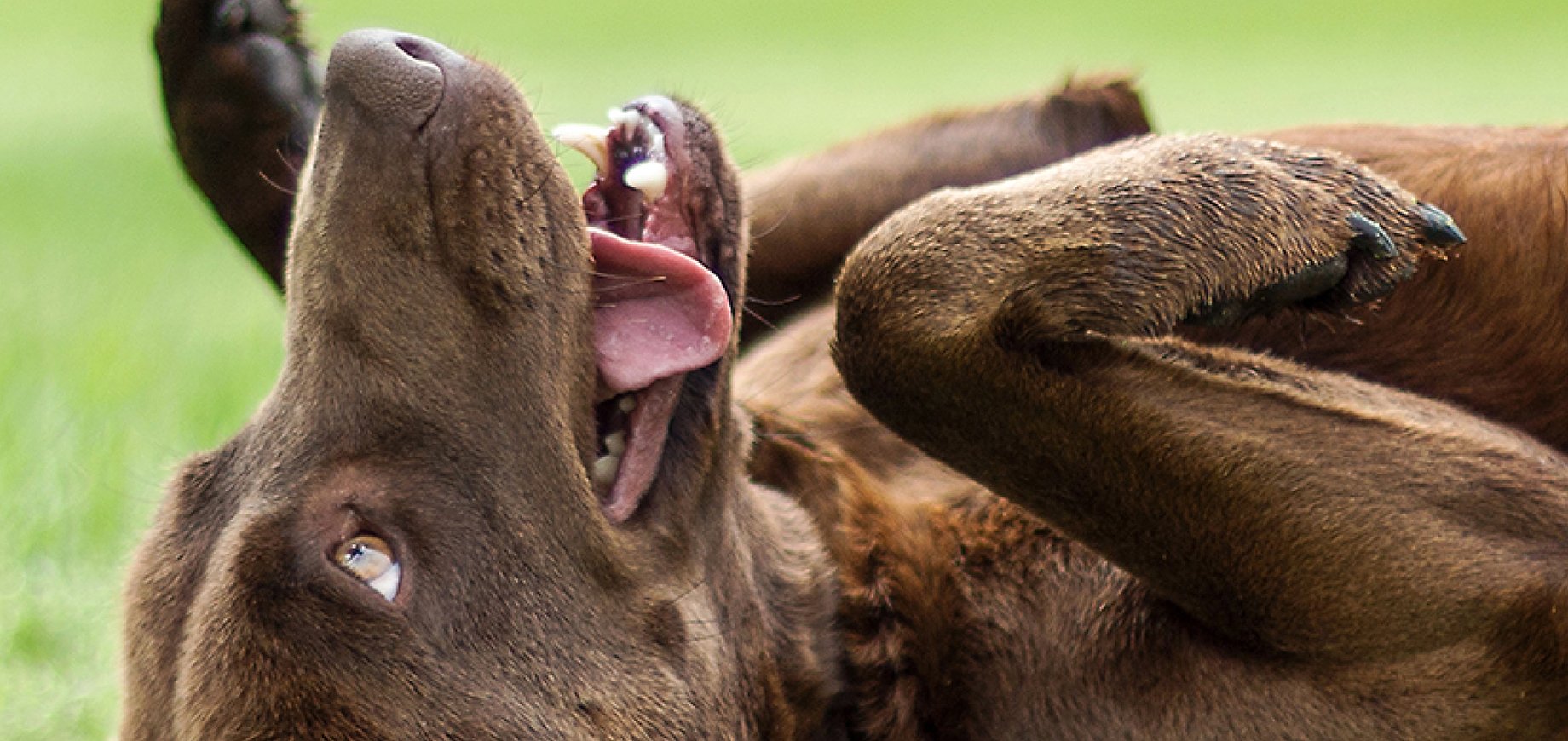 12 ข้อเท็จจริงที่น่าสนใจเกี่ยวกับสุนัข เกร็ดความรู้สนุกๆ และอื่นๆ!