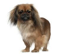 Pekingese