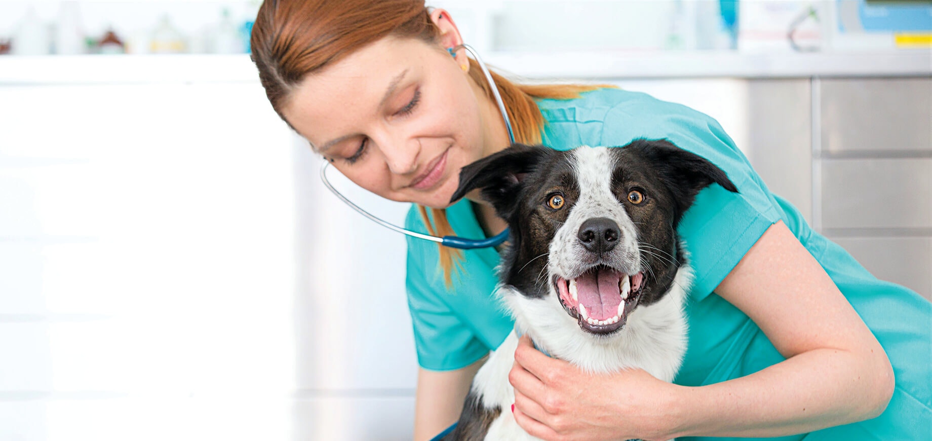 โรคผิวหนังอักเสบในสุนัข - ลักษณะอาการ วิธีป้องกัน และการรักษา