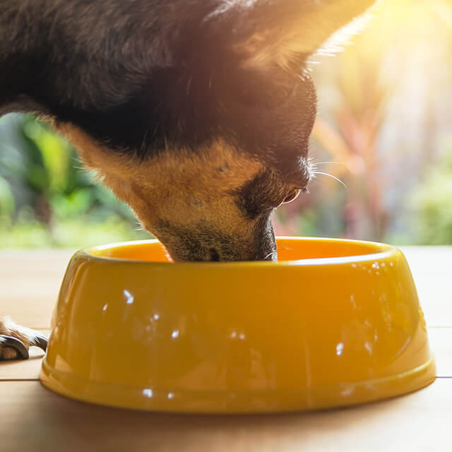 เคล็ดลับดูแลสุนัขให้เย็นสบายในอากาศร้อน