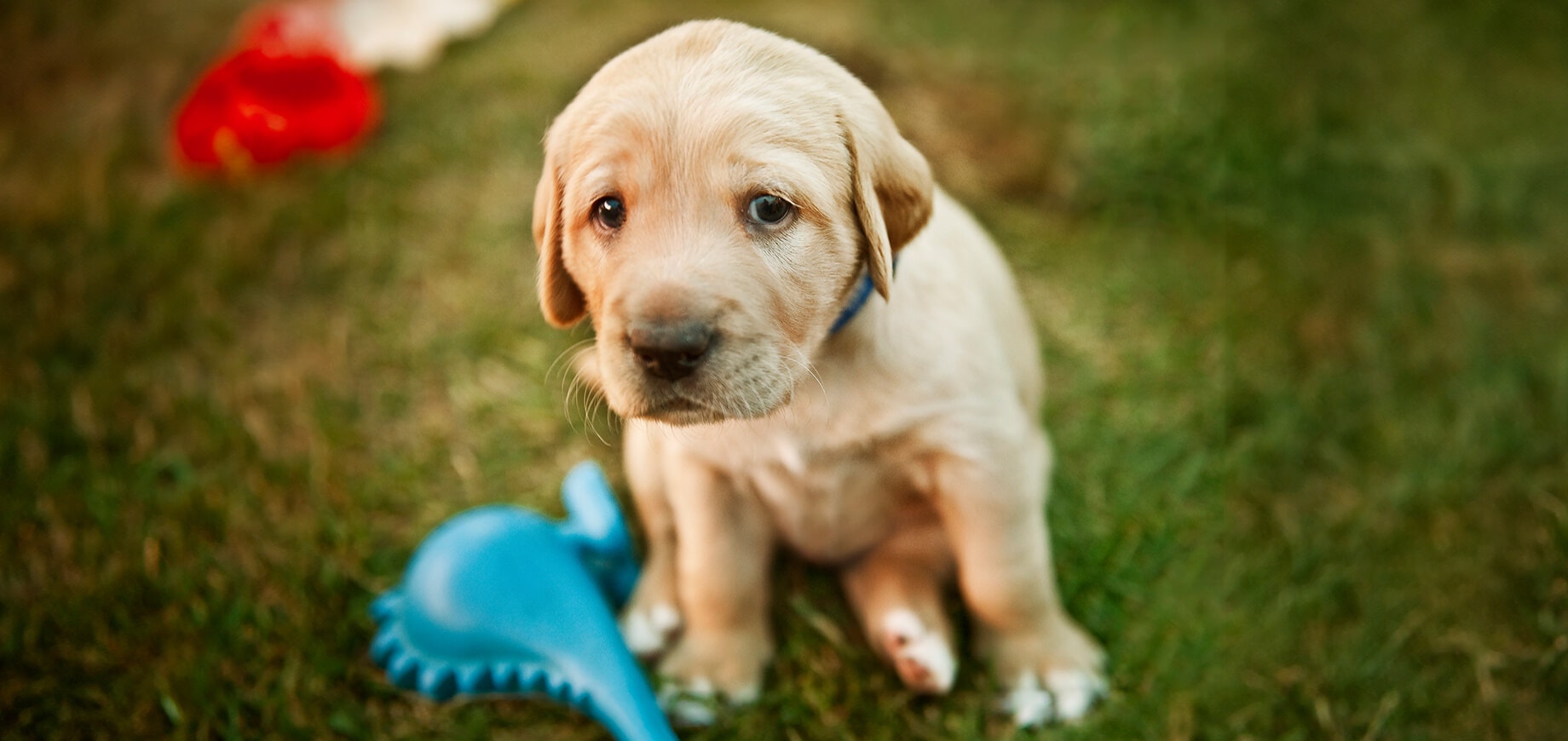 ลูกสุนัขร้องเพราะอะไร? และต้องจัดการกับพฤติกรรมนี้อย่างไร?