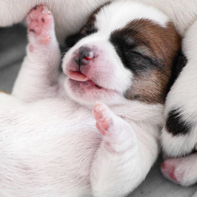 เผยความลับน่ารู้ของน้องหมา ลูกสุนัขลืมตาเมื่อไหร่?