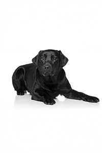 Black Golden Retriever