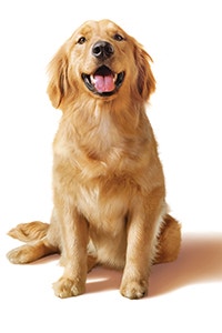 golden retriever