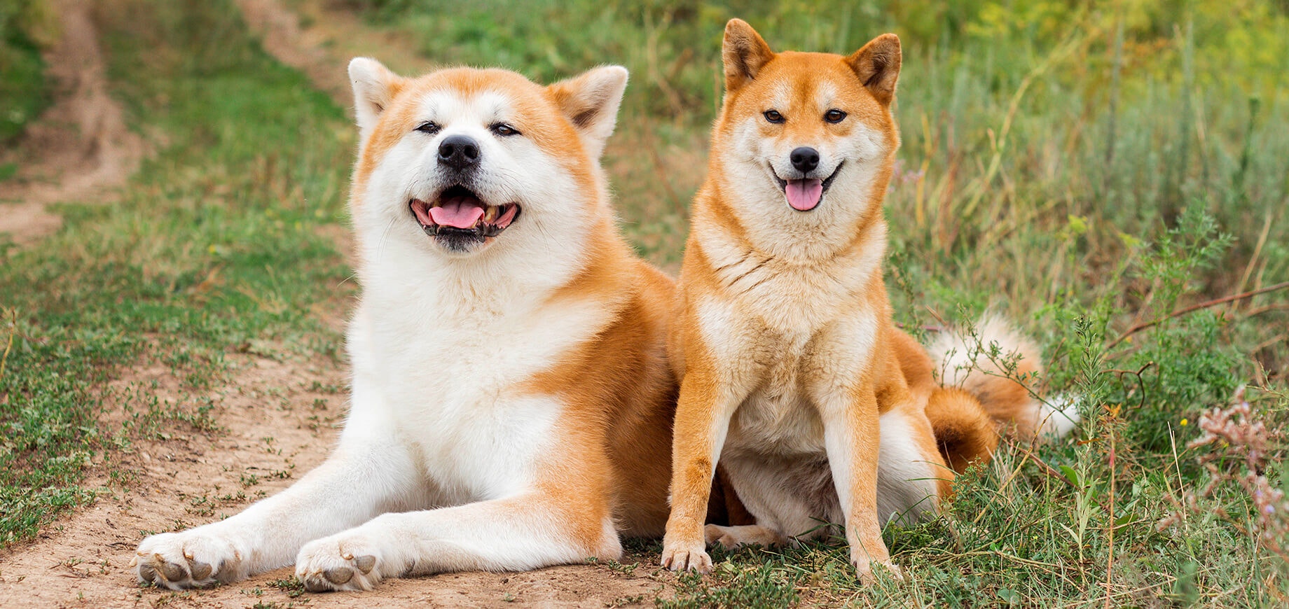 Akita vs Shiba Inu แตกต่างกันอย่างไร?