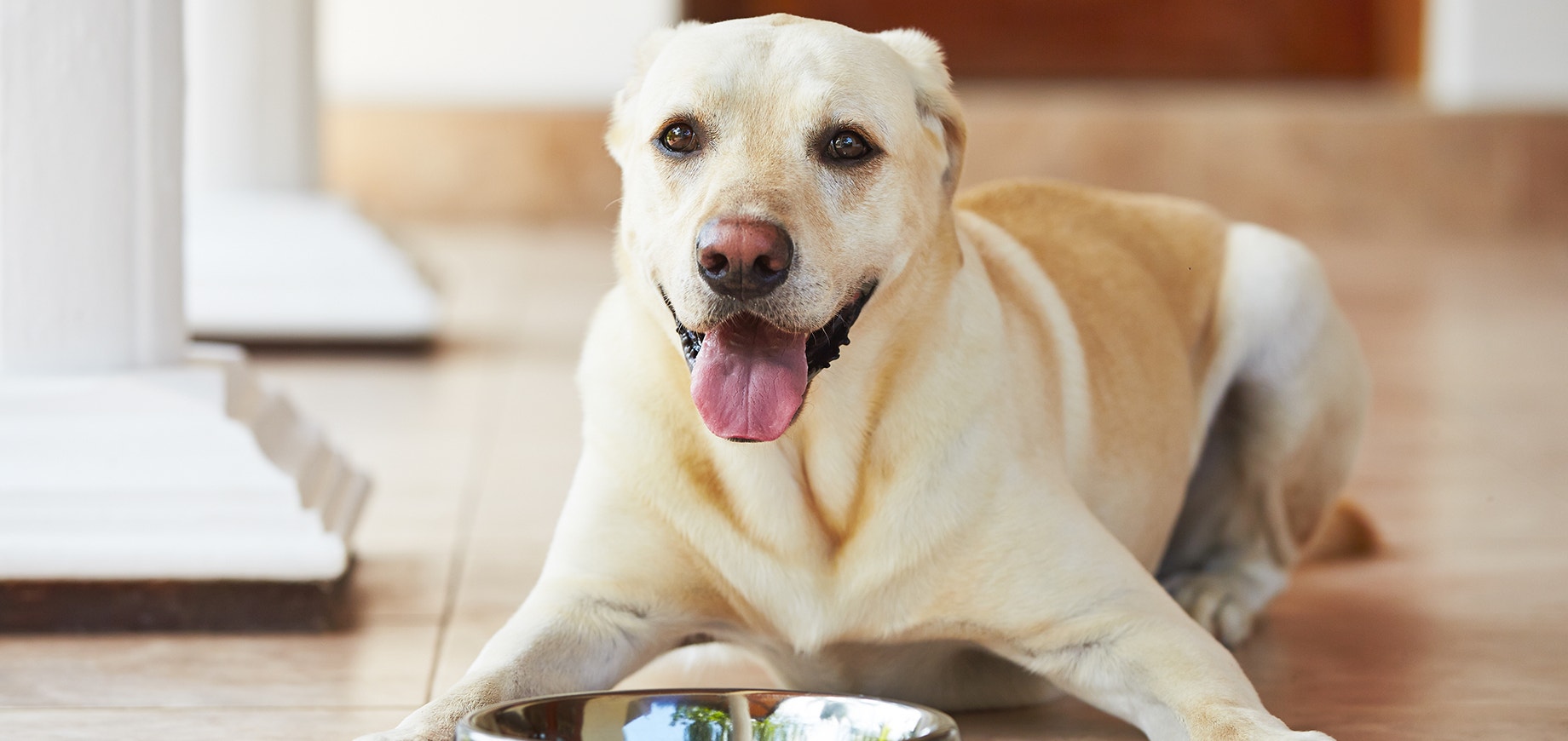 สุนัขมีอาการซึม ไม่ร่าเริง ไม่กินอาหาร