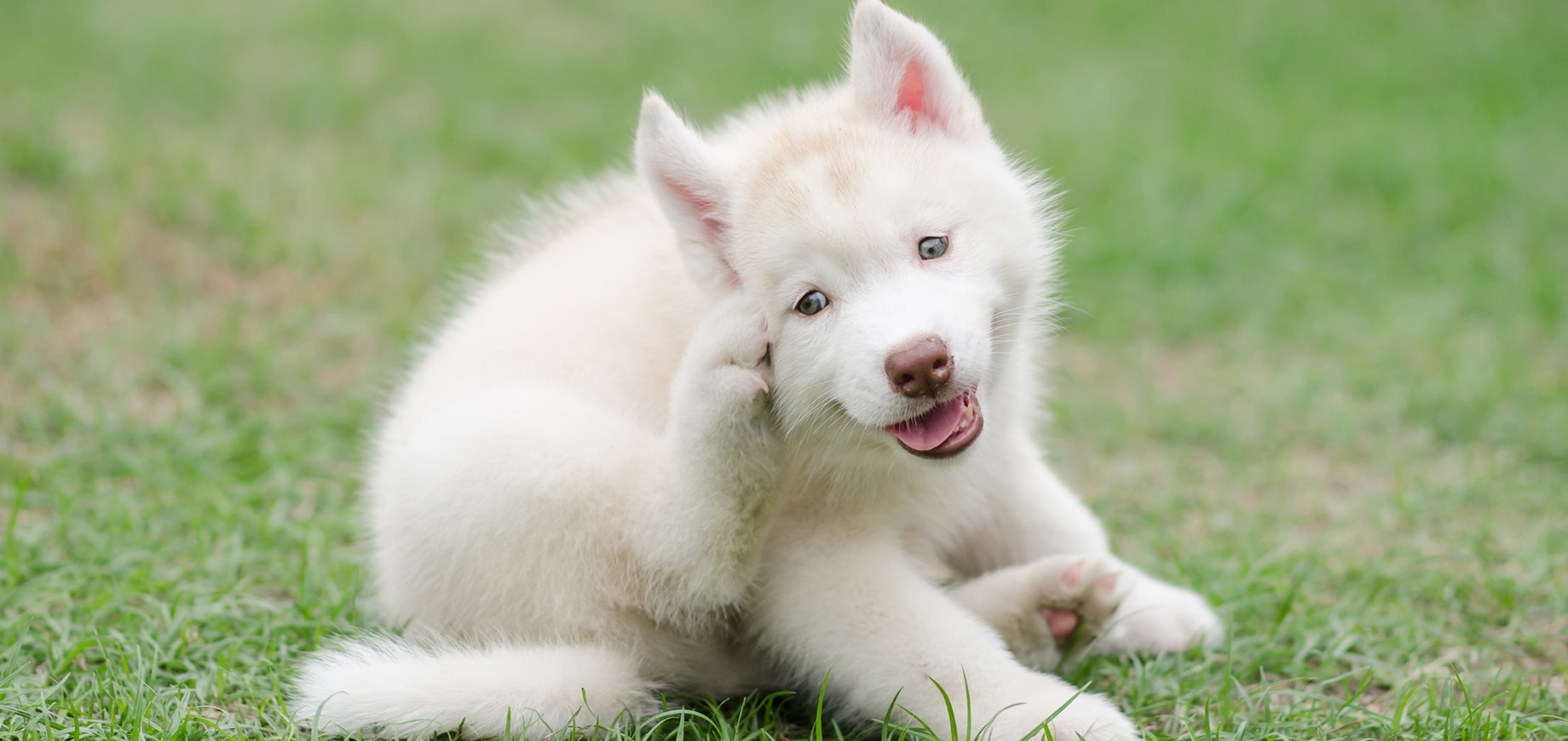 หมากำลังคันเพราะเห็บหมา