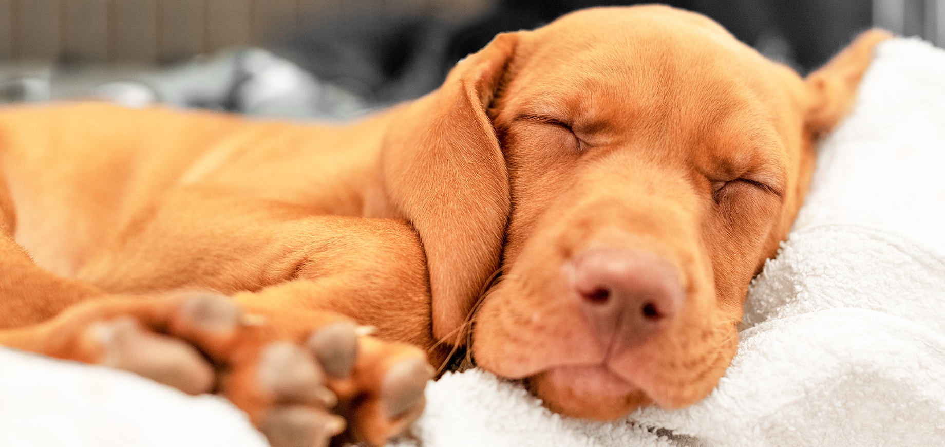 ความหมายของท่านอนหมา