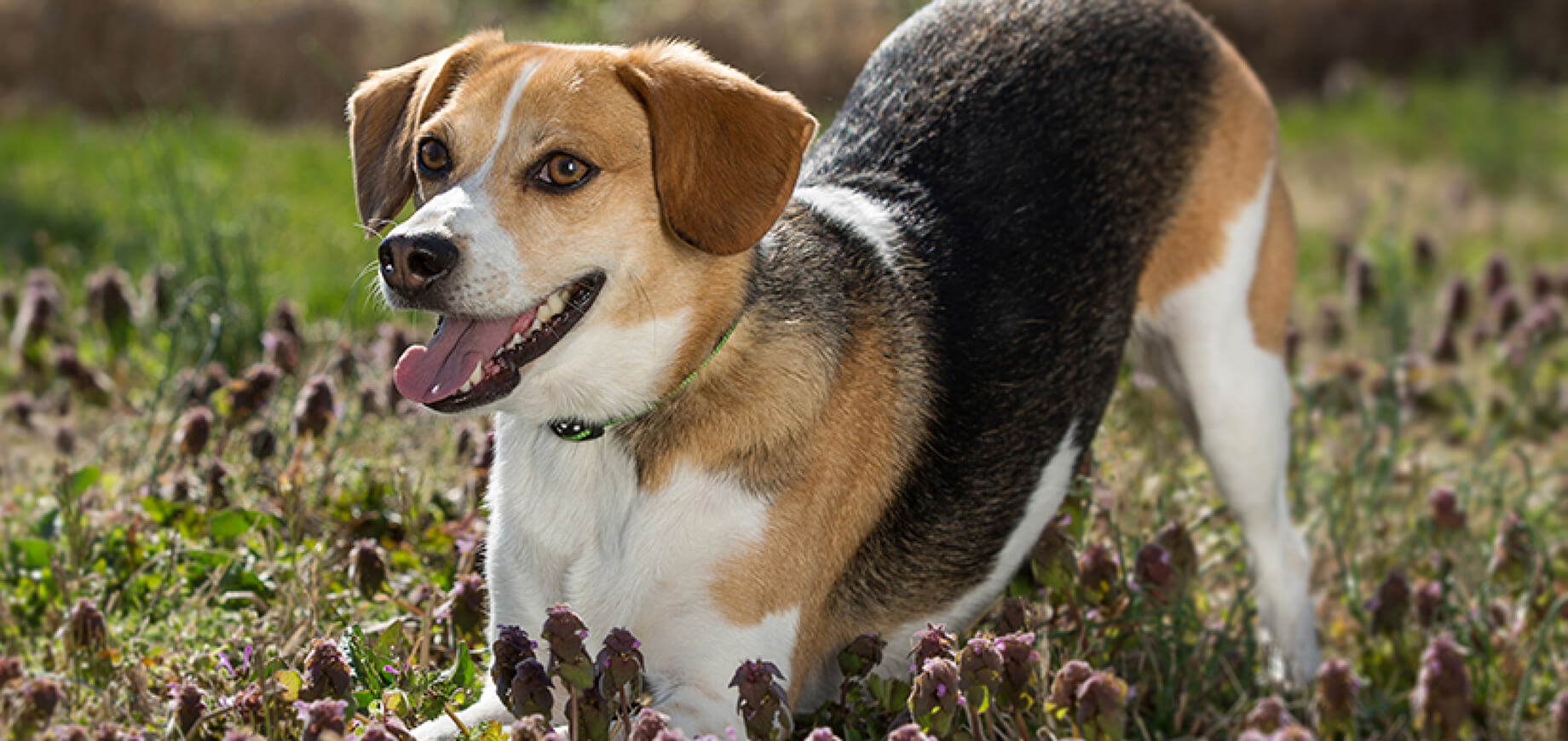 Symptoms & Treatment for Various Types of Worms in Dogs