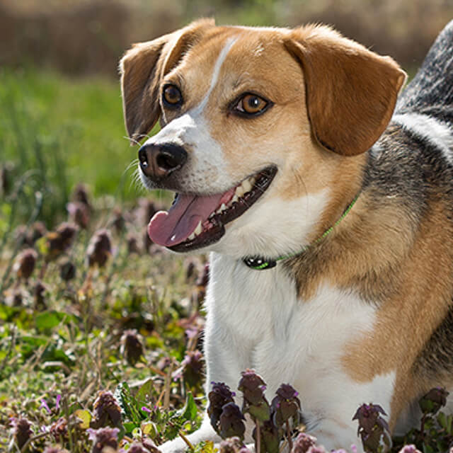Symptoms & Treatment for Various Types of Worms in Dogs
